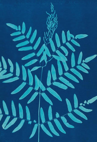 Ella J C Hurd - Ferns of Huntington Long Island Pl32.webp