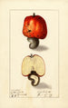 Anacardium occidentale - Ellen Isham Schutt — Ansicht des Kunstwerks
