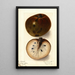 Annona reticulata - Ellen Isham Schutt — gerahmtes Bild an der Wand