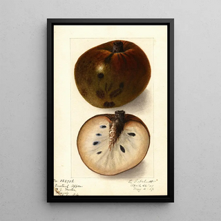 Ellen Isham Schutt - Annona reticulata.webp