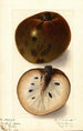 Annona reticulata - Ellen Isham Schutt — Ansicht des Kunstwerks