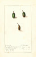 Chrysophyllum cainito - Ellen Isham Schutt — Ansicht des Kunstwerks