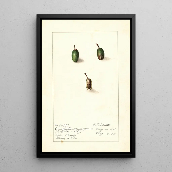 Chrysophyllum cainito - Ellen Isham Schutt — gerahmtes Bild an der Wand
