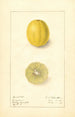 Citrus aurantiifolia Cameron - Ellen Isham Schutt — Ansicht des Kunstwerks