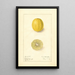Citrus aurantiifolia Cameron - Ellen Isham Schutt — gerahmtes Bild an der Wand
