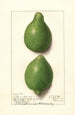 Citrus aurantiifolia Lisbon - Ellen Isham Schutt — Ansicht des Kunstwerks