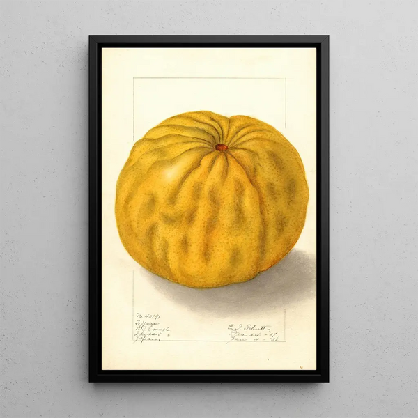 Citrus grandis To Yuzu - Ellen Isham Schutt — gerahmtes Bild an der Wand
