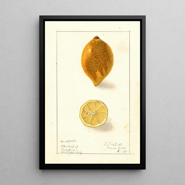 Citrus limon - Ellen Isham Schutt — gerahmtes Bild an der Wand