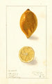 Citrus limon - Ellen Isham Schutt — Ansicht des Kunstwerks