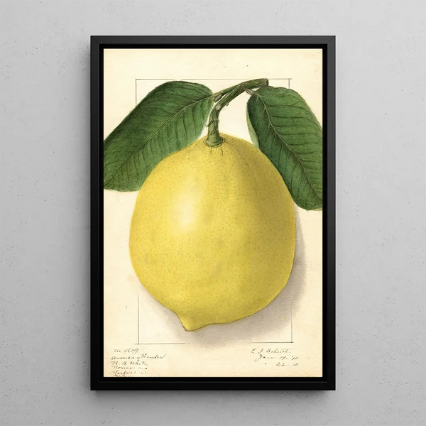 Citrus limon American Wonder - Ellen Isham Schutt — gerahmtes Bild an der Wand