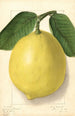 Citrus limon American Wonder - Ellen Isham Schutt — Ansicht des Kunstwerks