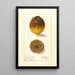 Citrus limon Eureka - Ellen Isham Schutt — gerahmtes Bild an der Wand