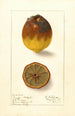 Citrus limon Eureka - Ellen Isham Schutt — Ansicht des Kunstwerks