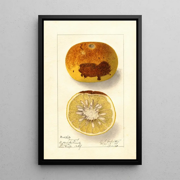 Citrus paradisi - Ellen Isham Schutt — gerahmtes Bild an der Wand