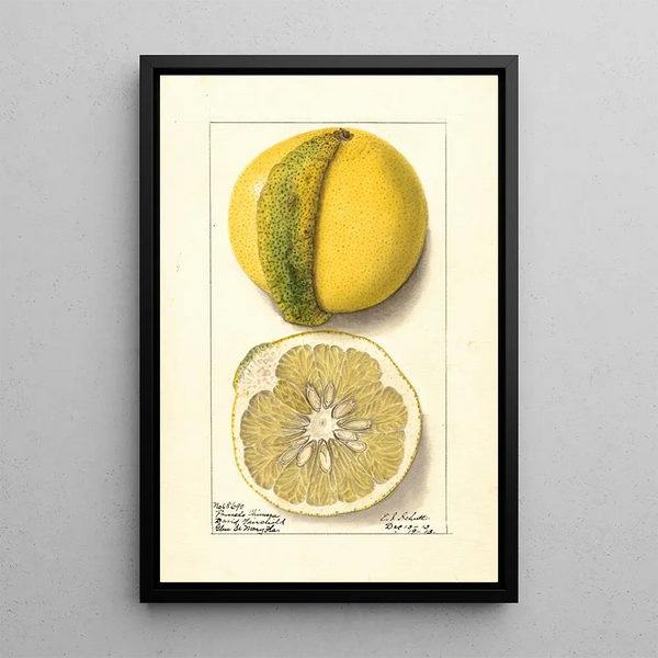 Citrus paradisi Chimera - Ellen Isham Schutt — gerahmtes Bild an der Wand