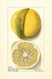 Citrus paradisi Chimera - Ellen Isham Schutt — Ansicht des Kunstwerks