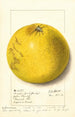 Citrus paradisi Pink Fleshed - Ellen Isham Schutt — Ansicht des Kunstwerks