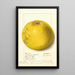 Citrus paradisi Pink Fleshed - Ellen Isham Schutt — gerahmtes Bild an der Wand
