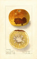 Citrus paradisi - Ellen Isham Schutt — Ansicht des Kunstwerks