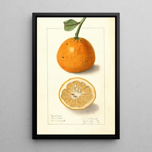 Citrus sinensis Bonboro - Ellen Isham Schutt — gerahmtes Bild an der Wand