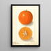 Citrus sinensis Dugats Improved - Ellen Isham Schutt — gerahmtes Bild an der Wand