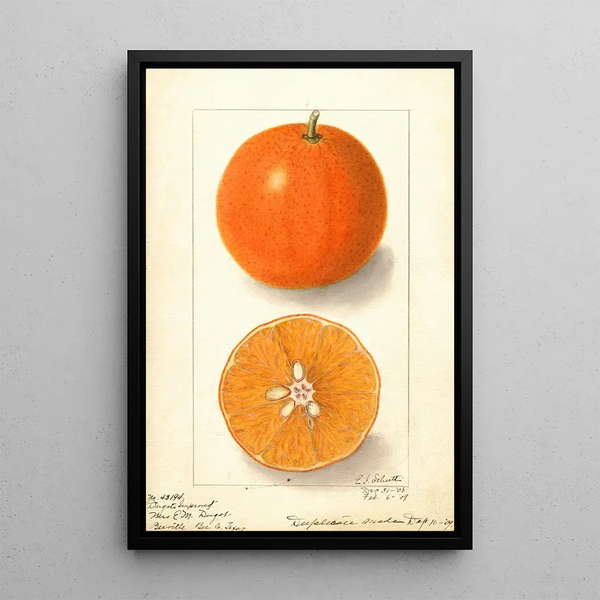 Citrus sinensis Dugats Improved - Ellen Isham Schutt — gerahmtes Bild an der Wand
