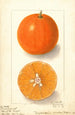 Citrus sinensis Dugats Improved - Ellen Isham Schutt — Ansicht des Kunstwerks