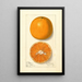 Citrus sinensis Lue Gim Gong - Ellen Isham Schutt — gerahmtes Bild an der Wand