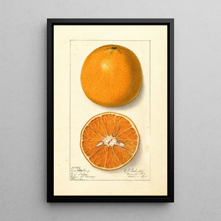 Ellen Isham Schutt - Citrus sinensis Lue Gim Gong.webp