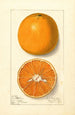 Citrus sinensis Lue Gim Gong - Ellen Isham Schutt — Ansicht des Kunstwerks