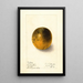 Citrus sinensis Valencia - Ellen Isham Schutt — gerahmtes Bild an der Wand