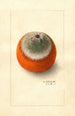 Citrus sinensis Valencia tardive - Ellen Isham Schutt — Ansicht des Kunstwerks