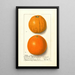Citrus sinensis Washington Navel - Ellen Isham Schutt — gerahmtes Bild an der Wand