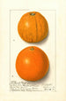 Citrus sinensis Washington Navel - Ellen Isham Schutt — Ansicht des Kunstwerks