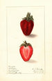 Fragaria Heritage - Ellen Isham Schutt — Ansicht des Kunstwerks