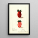 Fragaria Kevitts Wonder - Ellen Isham Schutt — gerahmtes Bild an der Wand
