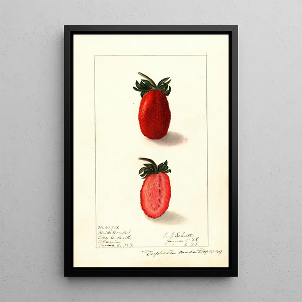 Fragaria Kevitts Wonder - Ellen Isham Schutt — gerahmtes Bild an der Wand