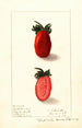 Fragaria Kevitts Wonder - Ellen Isham Schutt — Ansicht des Kunstwerks