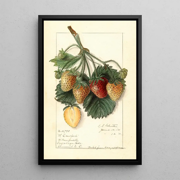 M- Kunstdruck des Gemäldes Fragaria M - Ellen Isham Schutt — gerahmtes Bild an der Wand
