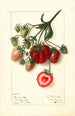 Fragaria Pocahontas - Ellen Isham Schutt — Ansicht des Kunstwerks