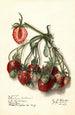 Fragaria Ryckman - Ellen Isham Schutt — Ansicht des Kunstwerks