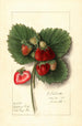 Fragaria Shipping King - Ellen Isham Schutt — Ansicht des Kunstwerks