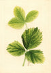 Fragaria Strawberry - Ellen Isham Schutt — Ansicht des Kunstwerks