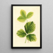 Fragaria Strawberry - Ellen Isham Schutt — gerahmtes Bild an der Wand