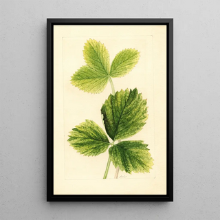 Ellen Isham Schutt - Fragaria Strawberry.webp