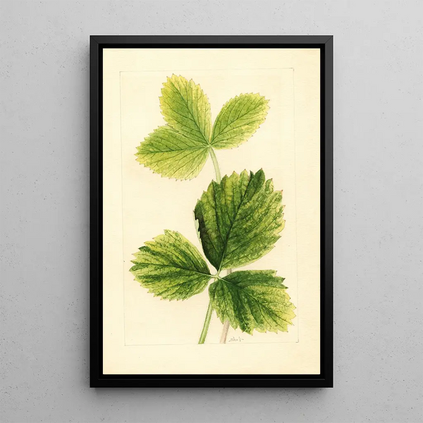 Fragaria Strawberry - Ellen Isham Schutt — gerahmtes Bild an der Wand