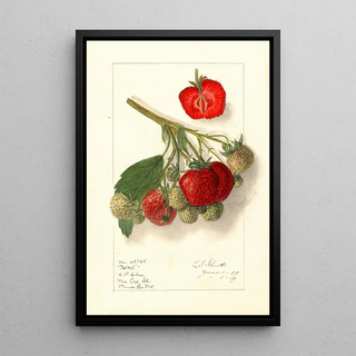 Ellen Isham Schutt - Fragaria Velvet.webp