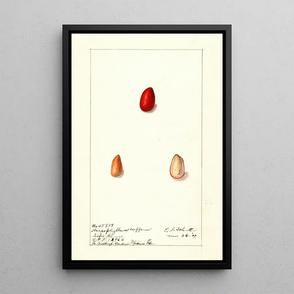 Harpephyllum caffrum - Ellen Isham Schutt — gerahmtes Bild an der Wand