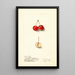 Malus Cherry Crab - Ellen Isham Schutt — gerahmtes Bild an der Wand