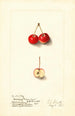 Malus Cherry Crab - Ellen Isham Schutt — Ansicht des Kunstwerks